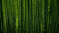 Ilustrasi mimpi, bambu. (Photo by Clement Souchet on Unsplash)