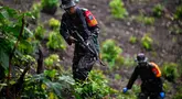 Prajurit Tentara Indonesia Angkatan Darat menjaga tanaman ganja selama penggerebekan ladang ganja di Indrapuri, provinsi Aceh, Sabtu (06/07/2026). (AFP/ Chaideer Mahyuddin)