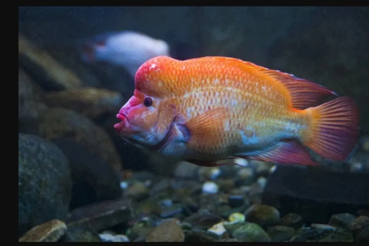 Mengenal Ikan Red Devil yang Dikabarkan Muncul di Danau Toba