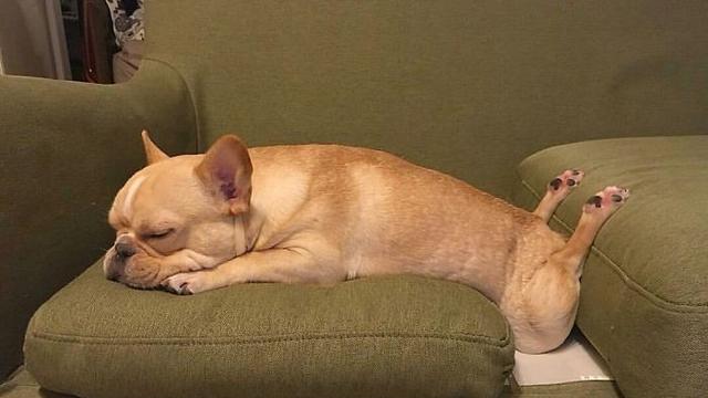 posisi absurd anjing