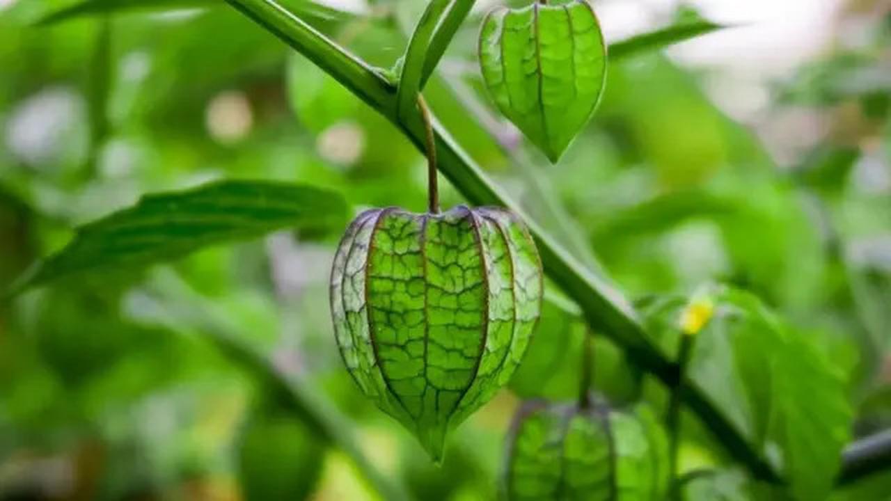 4 Khasiat Ciplukan untuk Kesehatan, Salah Satunya untuk Obat Kanker Payudara