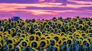 Hamparan bunga matahari yang bermekaran tergambar di pinggiran Frankfurt, Jerman, sebelum matahari terbit pada Senin, 24 Juli 2023. (AP Photo/Michael Probst)