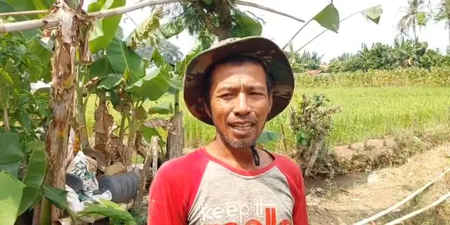 Petani Lampung Dihantui Gagal Panen di Saat Harga Gabah Tinggi