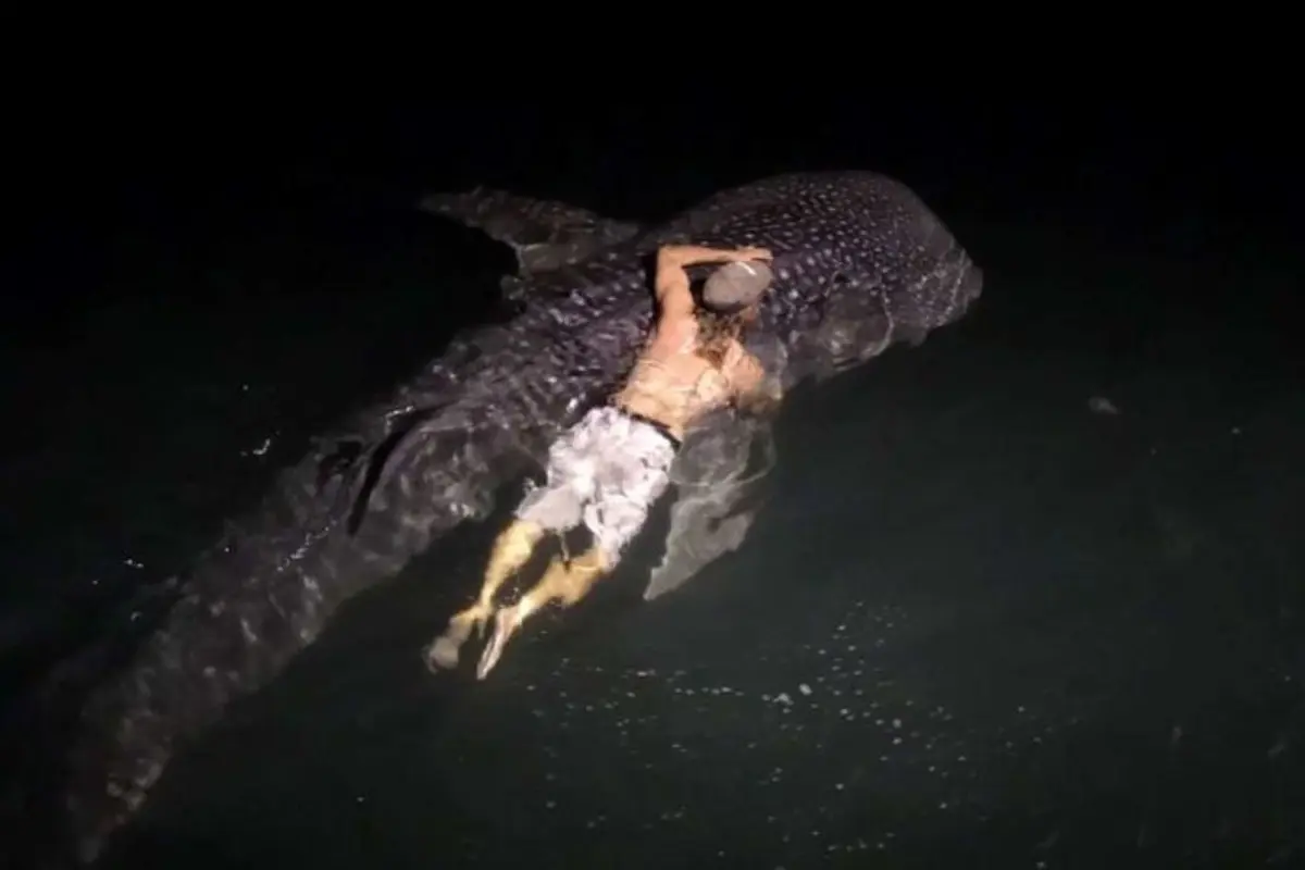 Nekat, Nelayan Darwin Berenang di Punggung Ikan Hiu 5 Meter