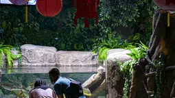 Pengunjung menyaksikan koleksi satwa Jakarta Aquarium & Safari di Jakarta Barat, Jumat (12/2/2021). Jakarta Akuarium merupakan tempat konservasi alam dan satwa laut yang memiliki konsep edutainment sekaligus menjadi destinasi wisata untuk warga menghabiskan libur Imlek. (Liputan6.com/Faizal Fanani)