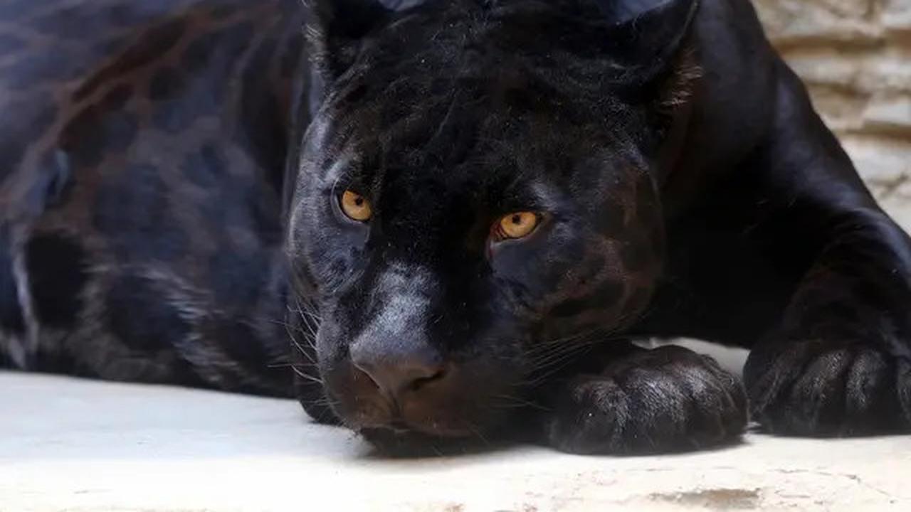 Bagaimana Mata Kucing Liar Bisa Berwarna-warni? Begini Asal Mulanya