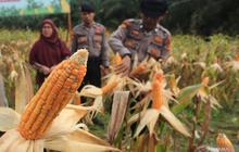 Fakta Unik: Panen Raya Jagung Polri Hasilkan 7.153 Ton, Dukung Swasembada Pangan Nasional
