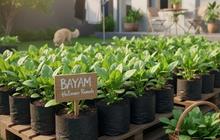 Rahasia Menanam Bayam di Polybag agar Tumbuh Subur dan Siap Panen Cepat, Pelajari Tipsnya Sekarang