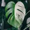 7 Tanaman Hias dengan Warna Daun Dua Tone, Cantik Unik dan Bikin Rumah Makin Estetik