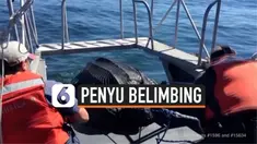THUMBNAIL penyu