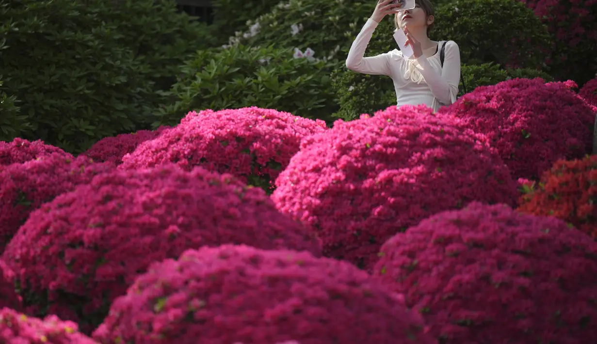 Para pengunjung berjalan di antara bunga-bunga azalea yang bermekaran di Kuil Nezu, Tokyo, pada hari musim semi yang sejuk, Senin, 15 April 2024. (AP Photo/Eugene Hoshiko)