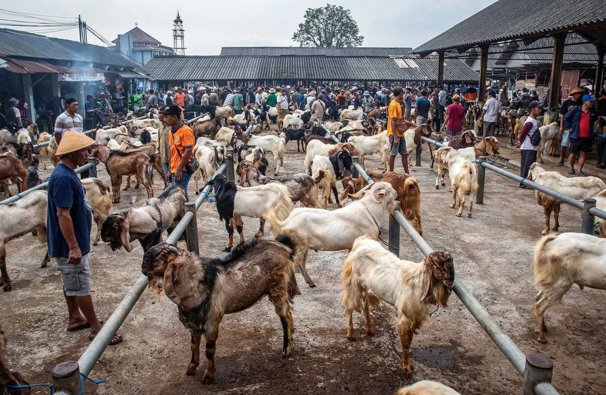 FOTO: Pasar Hewan Ternak Ambarawa Ramai Jelang Idul Adha