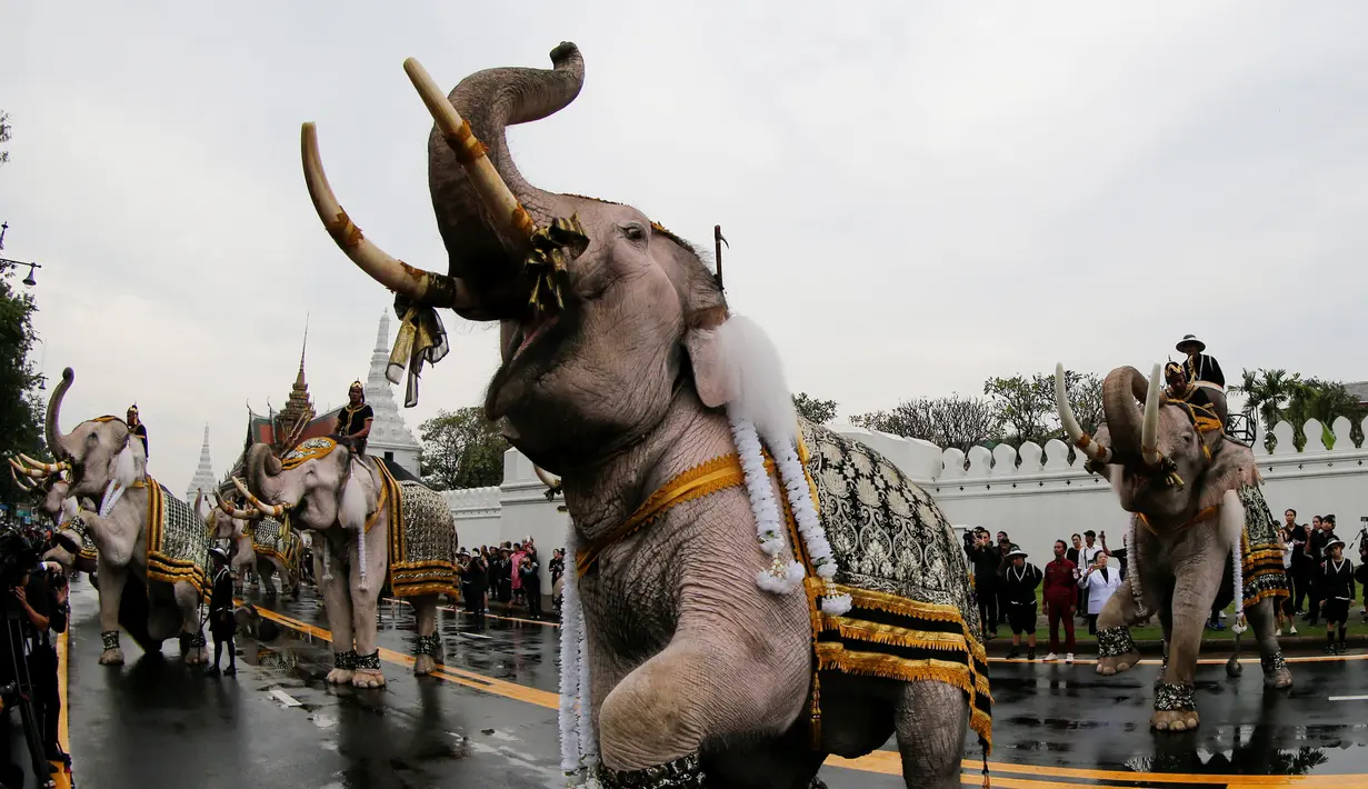 Gajah Ayutthaya menghibur pengunjung saat upacara penghormatan untuk mendiang Raja Thailand Bhumibol Adulyadej di depan Royal Palace, Bangkok, Thailand (8/11). (Reuters/Jorge Silva)