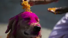 Perempuan Nepal meletakkan kelopak bunga marigold pada seekor anjing polisi selama perayaan festival Tihar di sebuah divisi kennel di Kathmandu, Rabu (3/11/2021). Anjing disembah untuk mengakui peran mereka dalam memberikan keamanan selama hari kedua festival Tihar. (AP Photo/Niranjan Shrestha)
