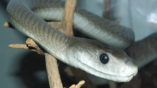 Mamba Hitam (Dendroaspis polylepis) (Wikimedia Commons)
