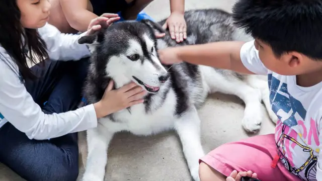 Siberian Husky