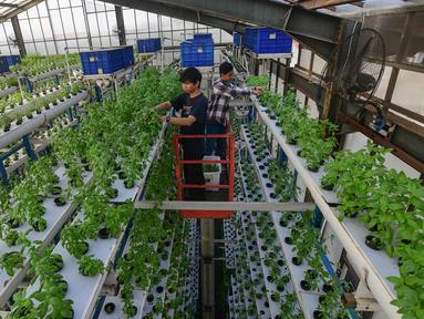 Pekerja melakukan panen sayuran hidroponik pada area vertikal farming Ladang Farm di kawasan Jakarta Selatan, Jumat (25/7/2025). (merdeka.com/Arie Basuki)