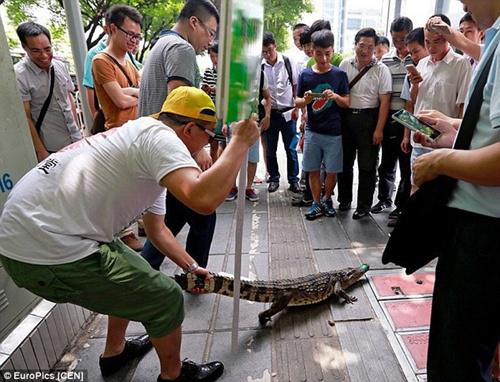Buaya yang harus dicium para pelamar kerja khusus wanita | Photo: Copyright dailymail.co.uk