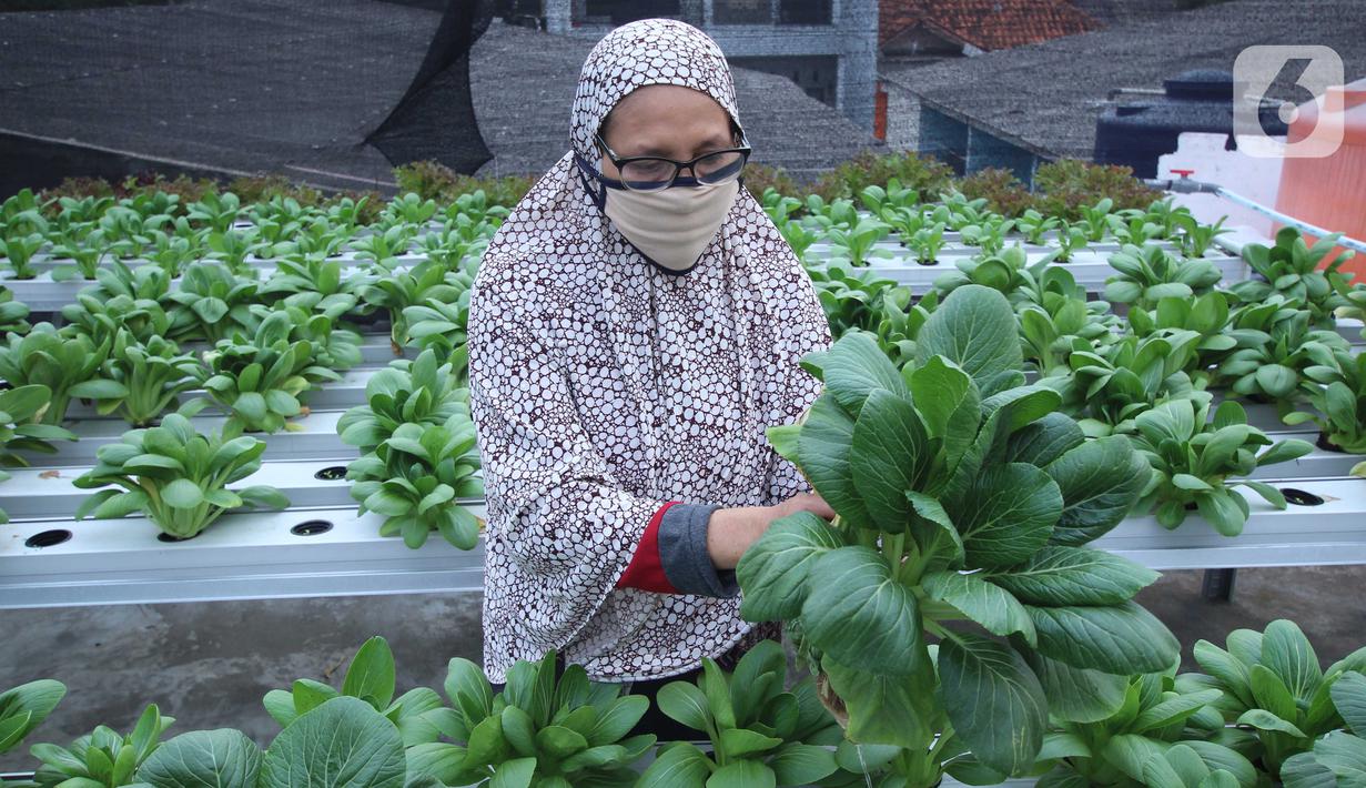 Warga merawat sayuran yang ditanam menggunakan metode hidroponik di atap rumahnya di Ciledug, Kota Tangerang, Banten, Sabtu (24/10/2020). Atap rumah dimanfaatkan untuk budi daya sayuran hidroponik guna menambah pendapatan dan tetap produktif di masa pandemi COVID-19. (Liputan6.com/Angga Yuniar)
