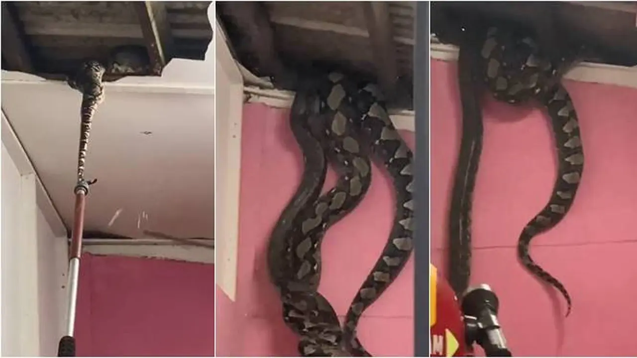 Viral Evakuasi Dua Ular Piton Raksasa di Atas Plafon Ini Langsung Bikin Lemas