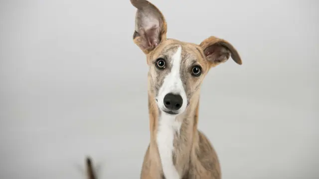 Greyhound