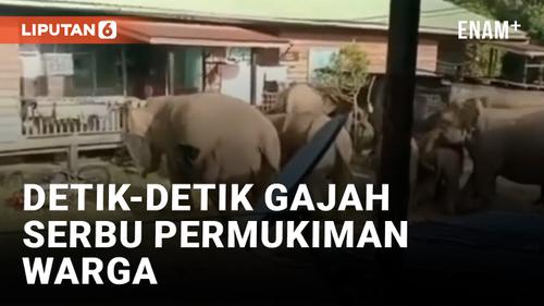 VIDEO: Kawanan Gajah Serbu Permukiman Warga di Sumatera