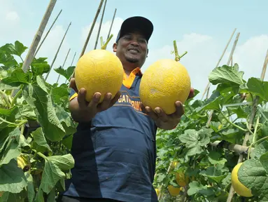 Petani menunjukkan melon premium Stella F1 di Teluk Naga, Tangerang, Kamis (20/4). PT East West Seed Indonesia (Ewindo) berhasil membina petani di sekitar Jakarta dengan teknik budidaya tanaman hortikultura berkualitas tinggi. (Liputan6.com/Helmi Afandi)