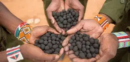 Melihat seperti apa inovasi Seedballs untuk atasi deforestasi di Kenya (Seedballs Kenya)