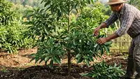 4 Jenis Pupuk Pohon Alpukat yang Efektif Merangsang Pertumbuhan dan Pembuahan