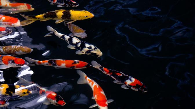 Jenis Ikan Koi (sumber: iStock)