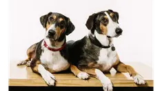 Tak hanya satu ekor, pria ini mendapat dua ekor anjing sekaligus yang sama persis seperti anjingnya yang dulu.