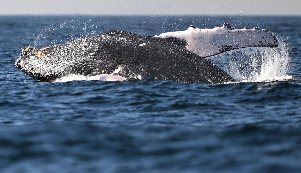 Paus bungkuk dengan nama ilmiah Megaptera novaeangliae, terlihat melompat di pantai Niteroi, negara bagian Rio de Janeiro, Brasil, Kamis (20/6/2024). (MAURO PIMENTEL / AFP)