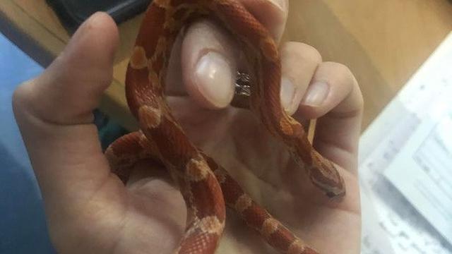 Ular jagung yang ditemukan oleh Kasia
