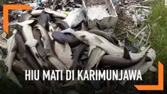 Ratusan ekor hiu ditemukan mati misterius di penangkaran Karimunjawa. Tak hanya hiu, puluhan ikan hias juga ikut mati.