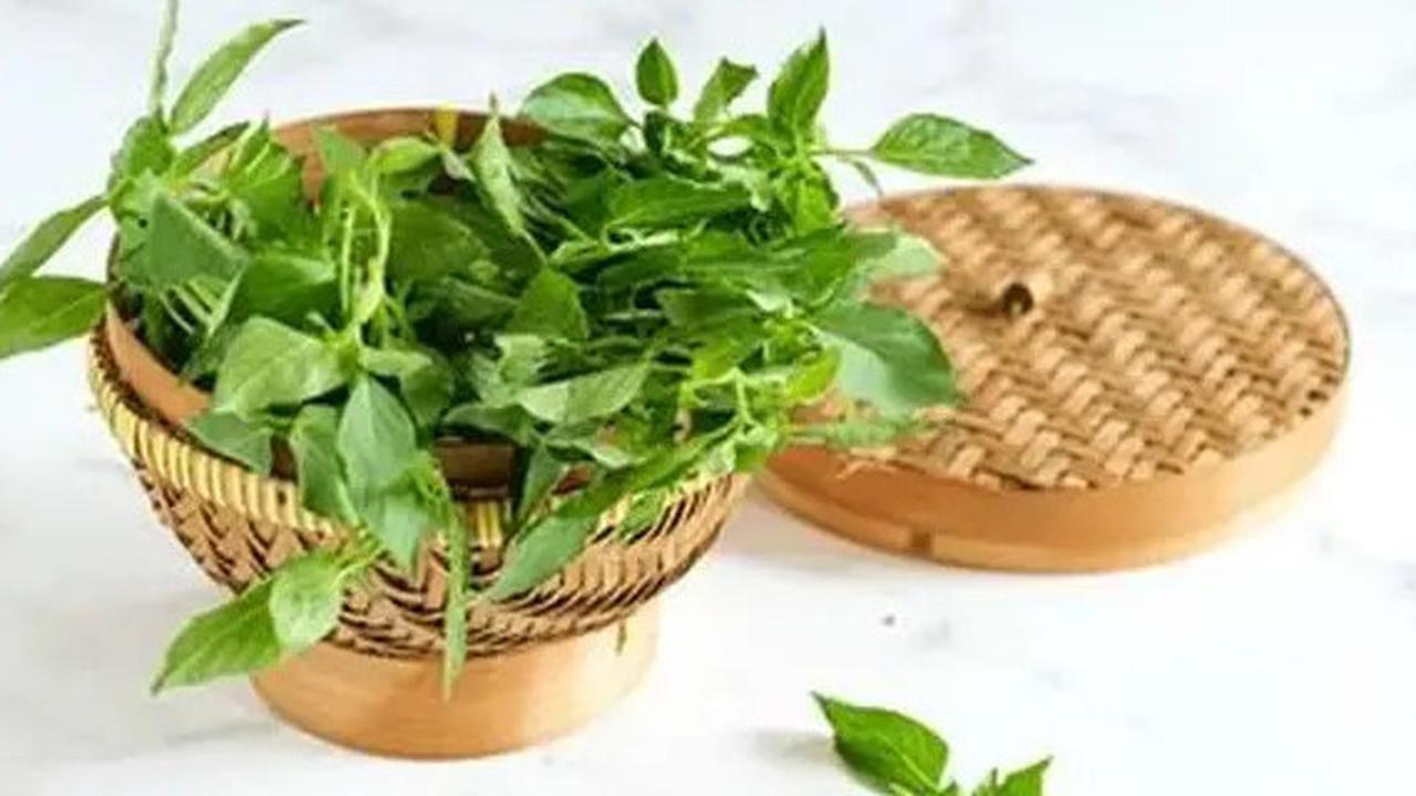 Daun Kemangi Tak Cuma Enak buat Lalapan, ini Daftar Khasiatnya Luar Biasa Bagi Kesehatan