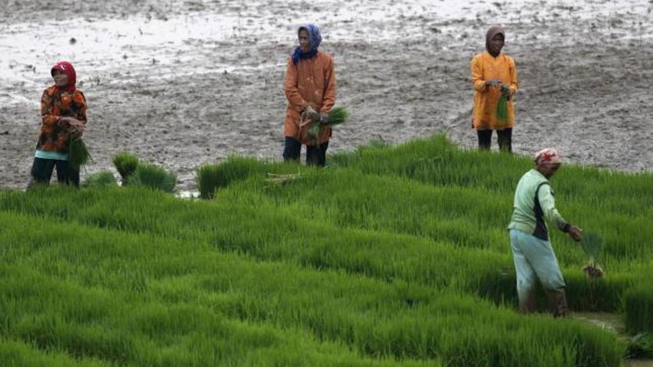 El Nino berdampak pada penurunan produksi padi