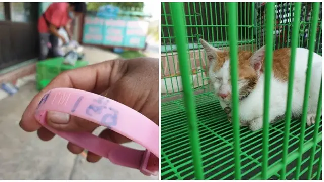 Kasihan, Kucing Ini Dikerumuni Semut Merah Usai Panjat Pohon Hindari Anjing