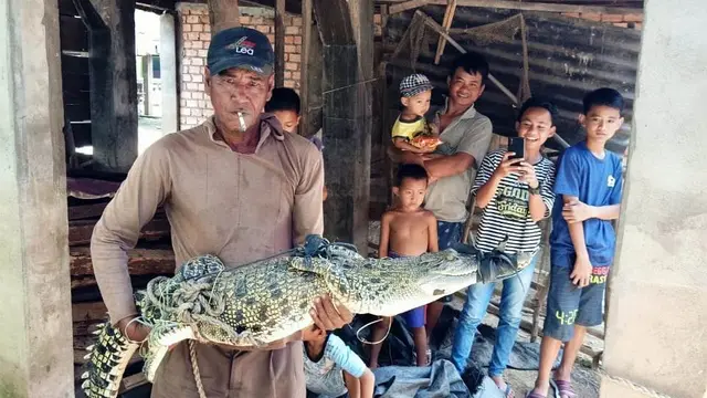 Buaya Muara Sepanjang 2 Meter Terjebak di Jaring Ikan Nelayan Banyuasin