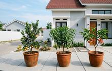 10 Tanaman Buah untuk Rumah Tipe 36, Cocok Ditanam dalam Pot