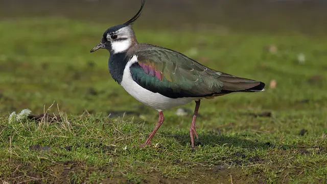 Burung Peewit