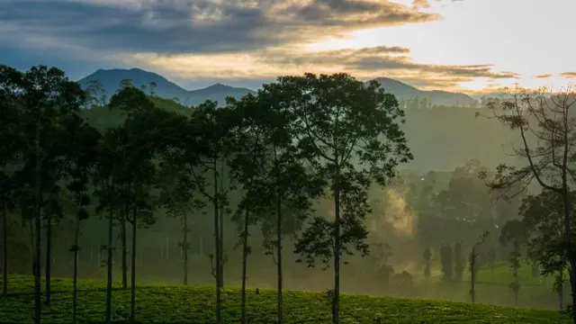 Perkebunan teh sinumbra di Ciwidey, dekat Gunung Batu Ciwidey