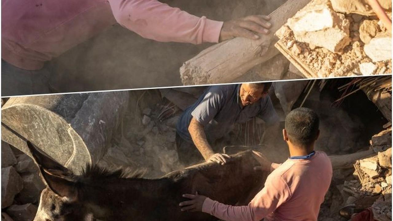 FOTO: Momen Dramatis Tim Penyelamat Temukan Seekor Keledai Masih Hidup Terkubur Reruntuhan Gempa Maroko Saat Mencari Korban