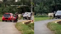 Sapi adang laju Alphard (TikTok/@neli.ar)