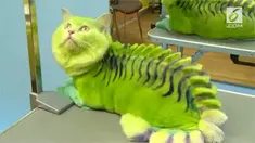 Sebuah salon hewan di Rusia bisa mengubah tampilan hewan peliharaan. Misalnya seekor anjing yang diubah tampilannya seperti seekor lebah.