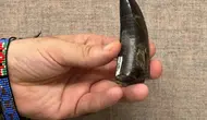 Terungkap, Suhu Tubuh T-Rex Ternyata Mirip Manusia