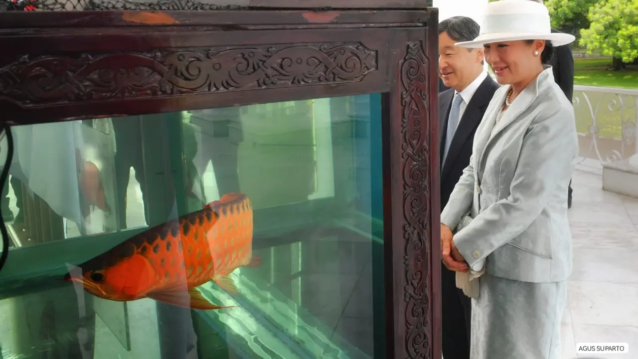 7 Ikan Hias Pembawa Keberuntungan Menurut Feng Shui