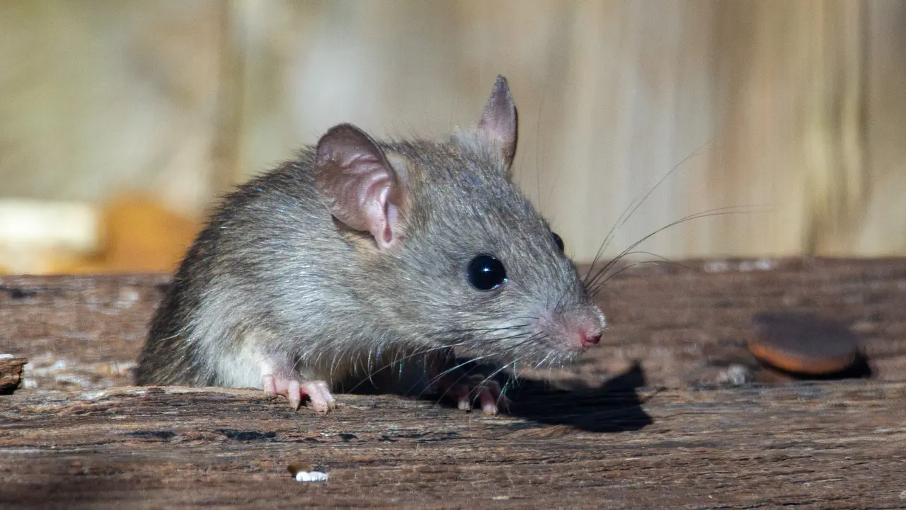 Tikus - Vania