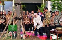 Jokowi Tanam Pohon Pulai di Istana Jakarta Jelang Pensiun, Ini Maknanya