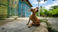 7 Cara Mengusir Anjing Kampung yang Suka Nongkrong di Depan Rumah, Aman dan Efektif