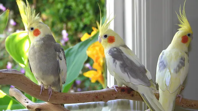 Terobsesi, Wanita Ini 'Permak' Wajahnya Mirip Burung Cockatiel